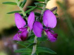 Polygala gazensis