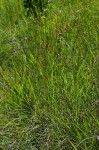Polygala hottentotta