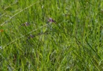 Polygala hottentotta