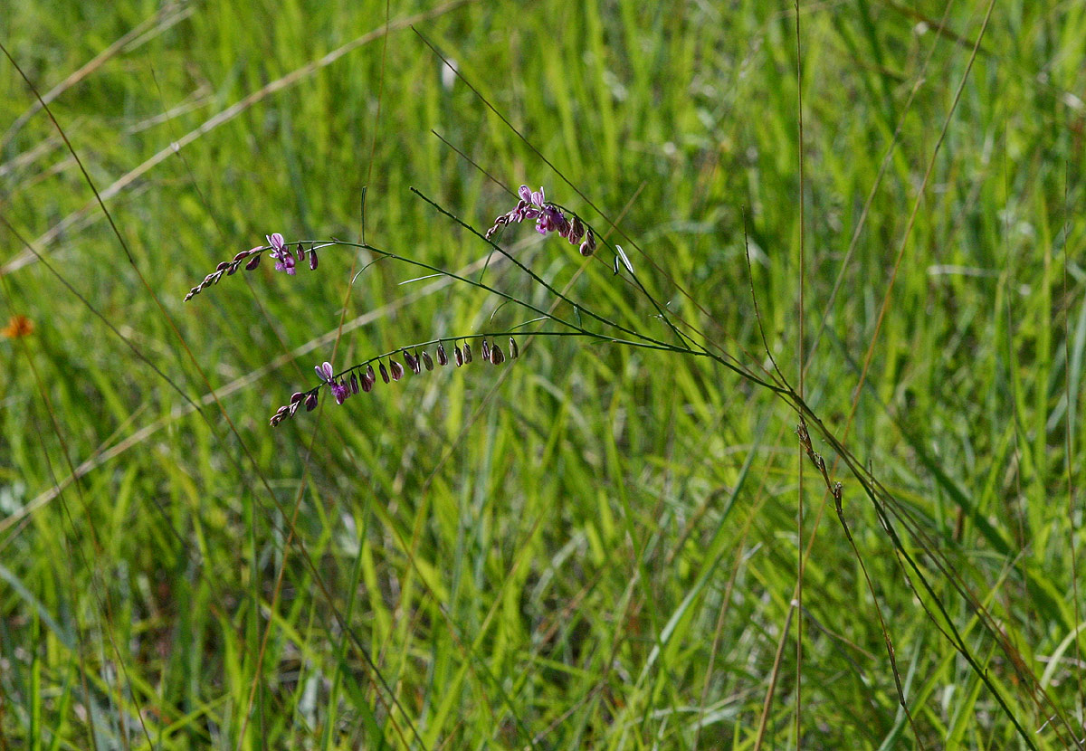 Polygala hottentotta