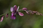 Polygala hottentotta