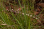 Polygala hottentotta