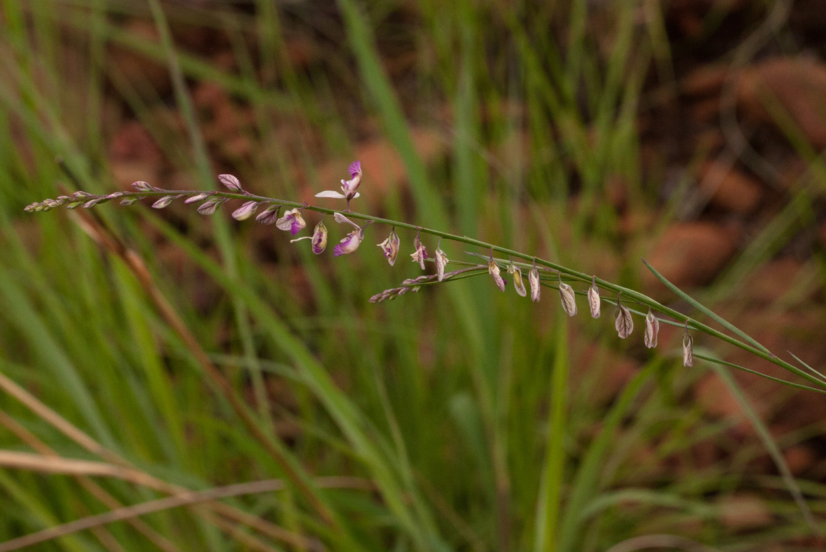 Polygala hottentotta