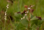 Polygala hottentotta