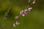 Polygala hottentotta