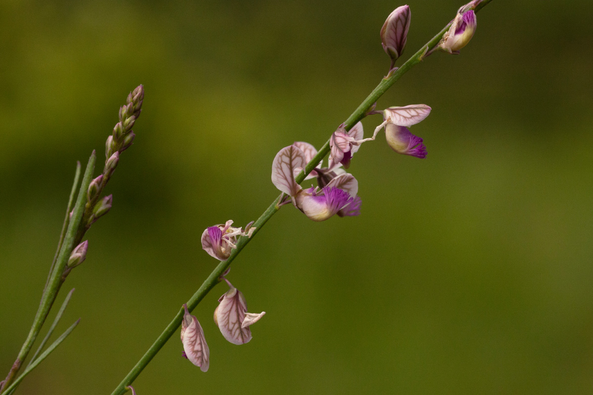 Polygala hottentotta