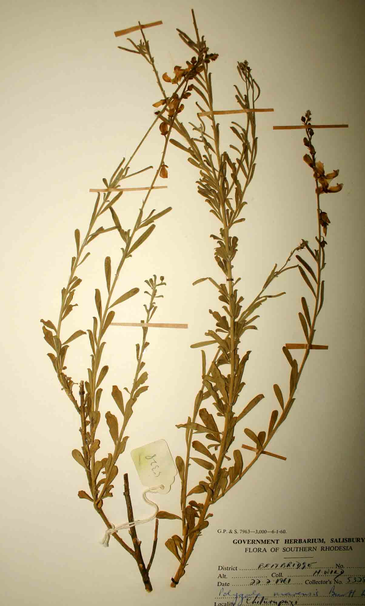 Polygala marensis