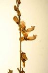 Polygala marensis