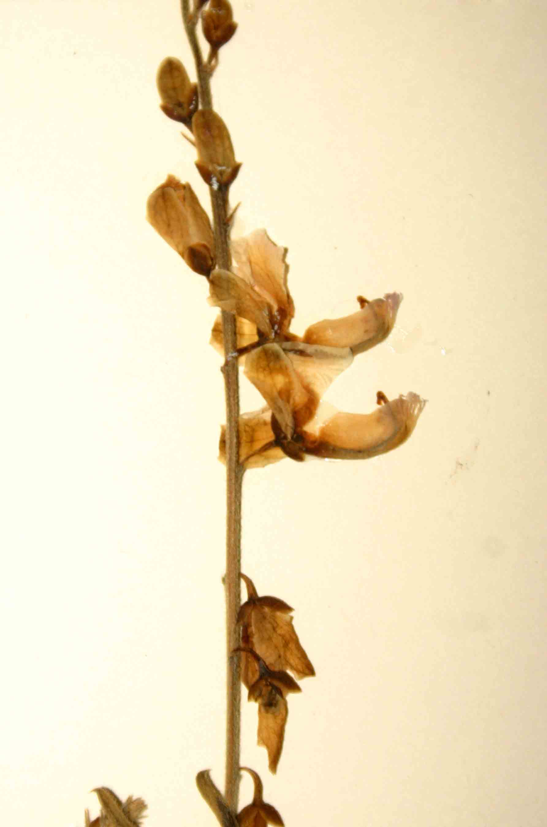 Polygala marensis