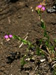 Polygala ohlendorfiana