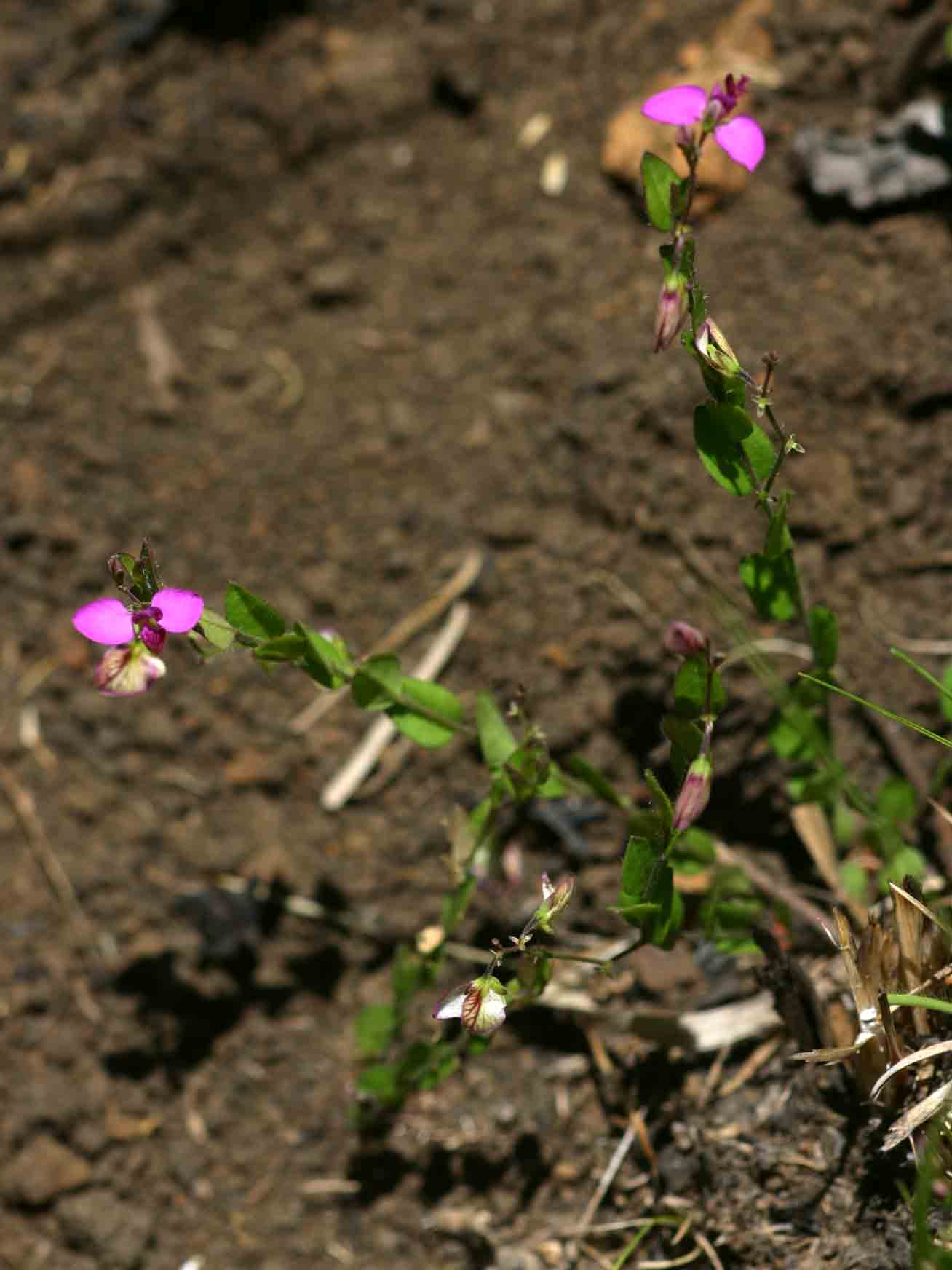 Polygala ohlendorfiana
