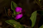 Polygala ohlendorfiana