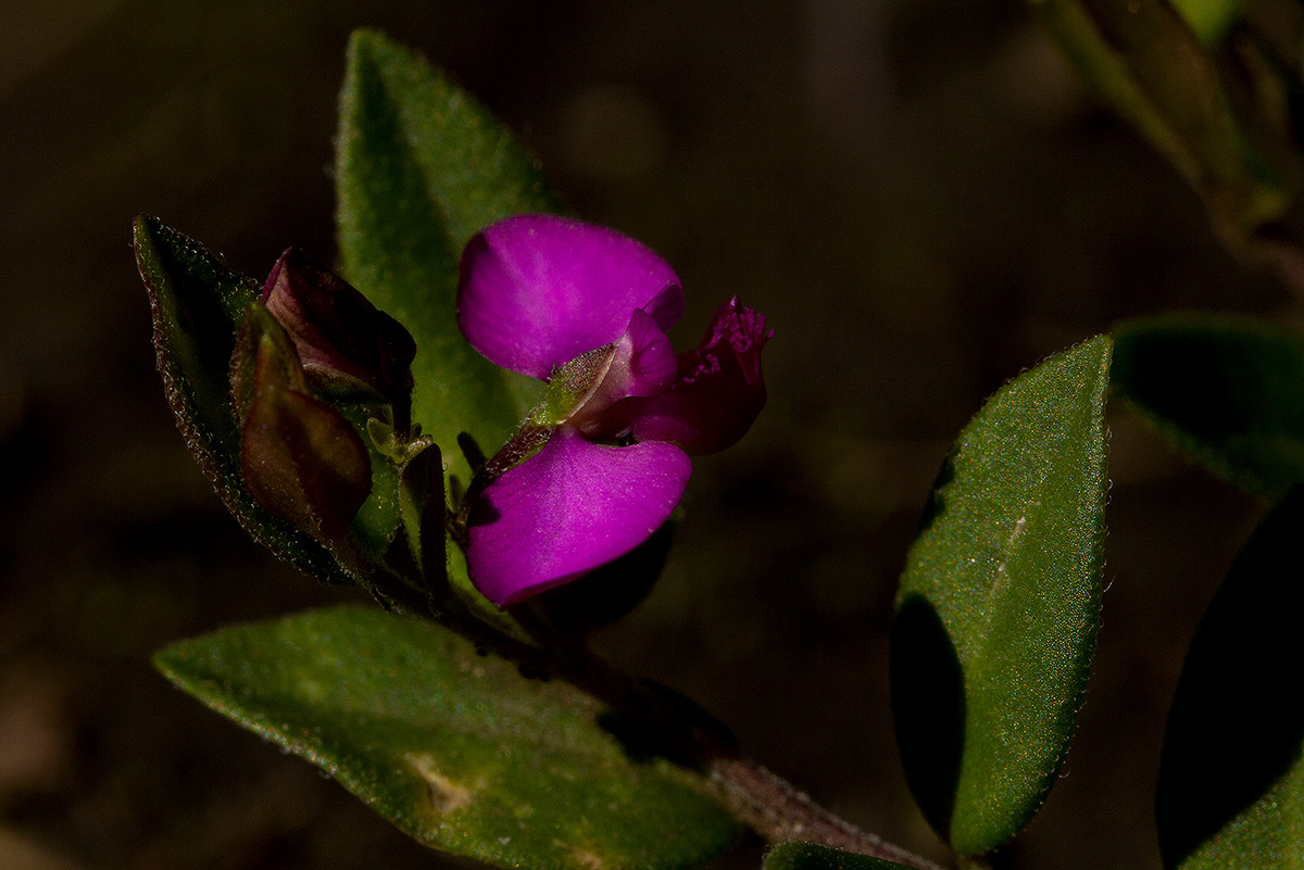Polygala ohlendorfiana