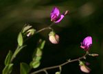 Polygala ohlendorfiana