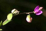 Polygala ohlendorfiana