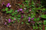 Polygala ohlendorfiana