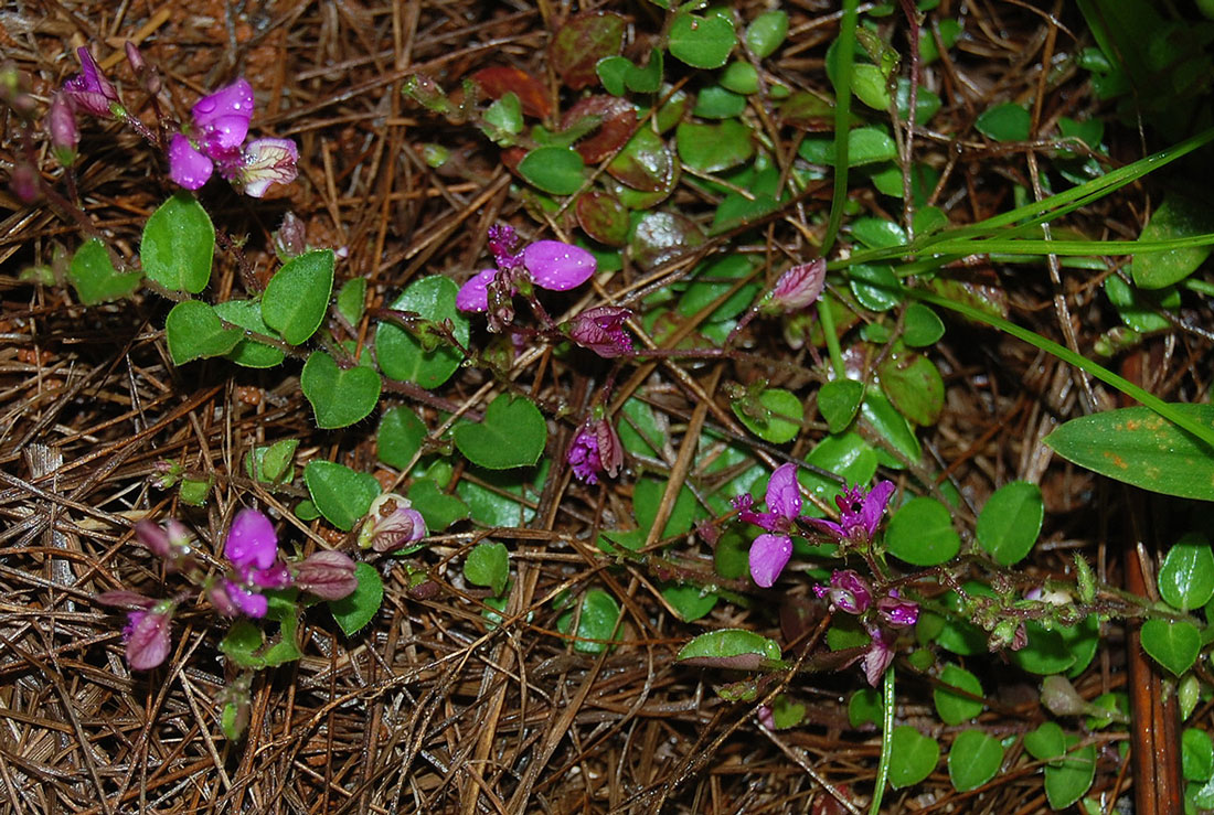 Polygala ohlendorfiana