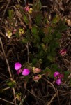 Polygala ohlendorfiana