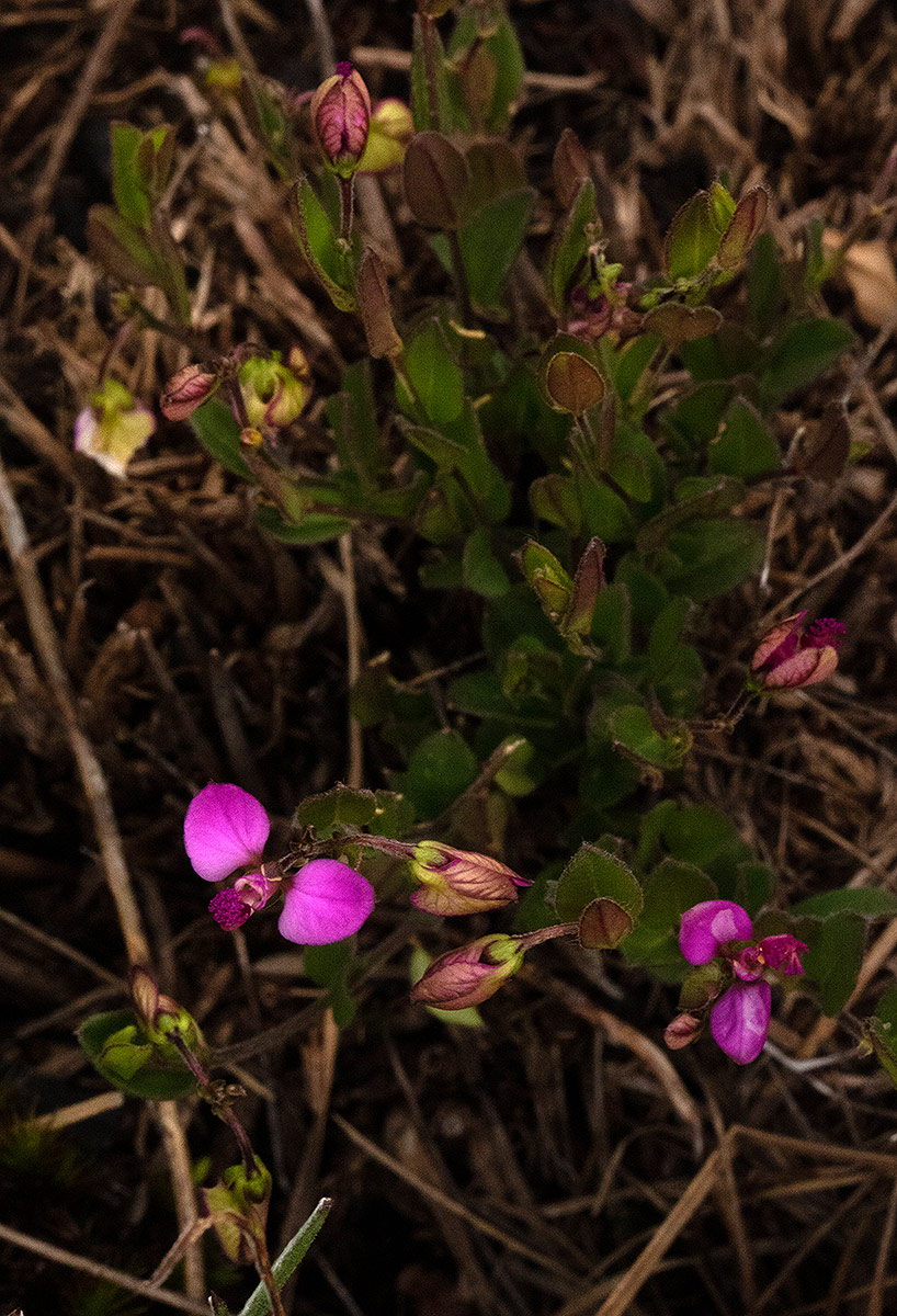 Polygala ohlendorfiana