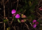 Polygala ohlendorfiana