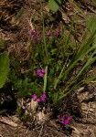 Polygala ohlendorfiana