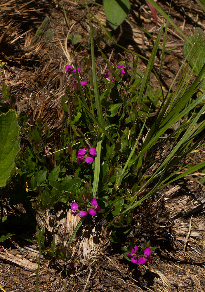 Polygala ohlendorfiana