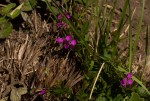 Polygala ohlendorfiana