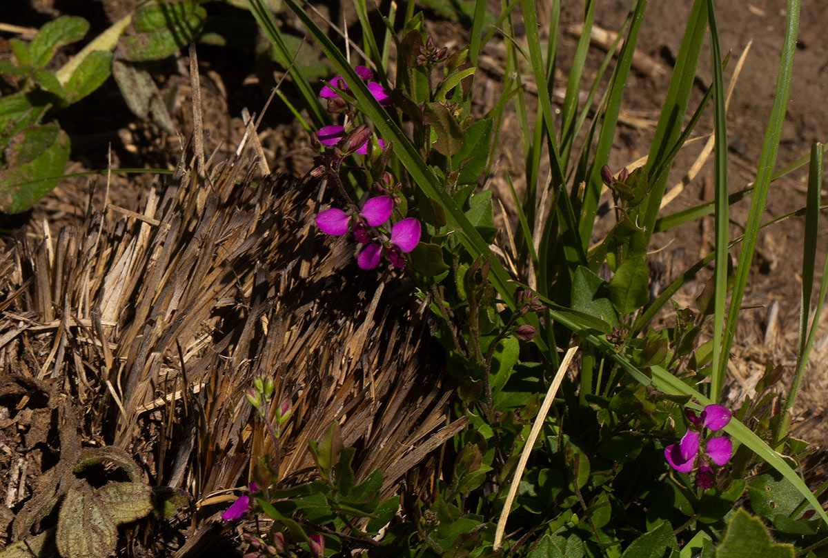 Polygala ohlendorfiana