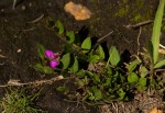 Polygala ohlendorfiana