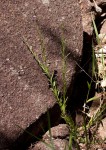 Polygala petitiana subsp. petitiana var. petitiana