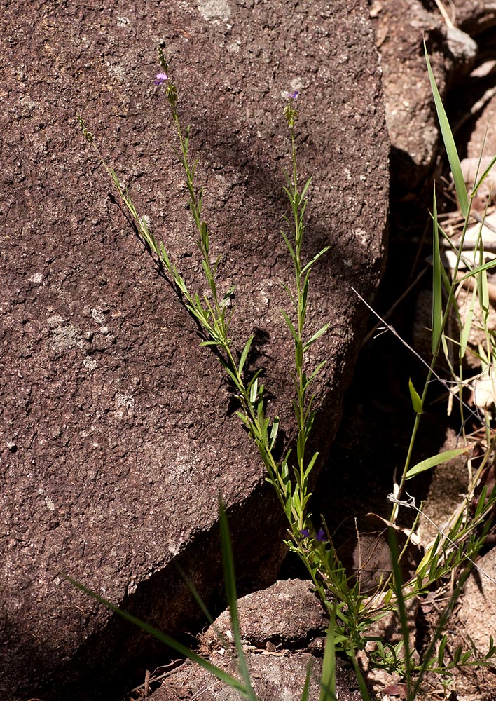 Polygala petitiana subsp. petitiana var. petitiana