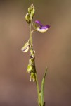Polygala petitiana subsp. petitiana var. petitiana