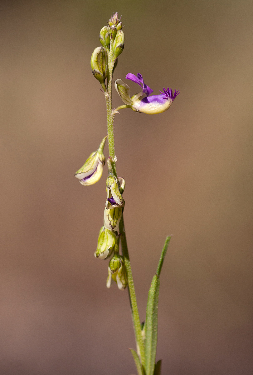 Polygala petitiana subsp. petitiana var. petitiana