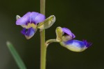 Polygala petitiana subsp. petitiana var. petitiana