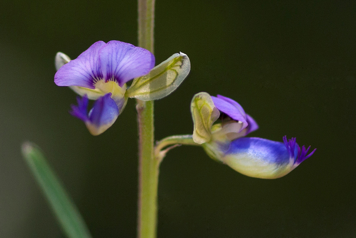 Polygala petitiana subsp. petitiana var. petitiana
