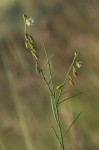 Polygala petitiana subsp. petitiana var. petitiana