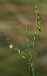 Polygala petitiana subsp. petitiana var. petitiana