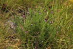 Polygala producta