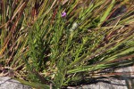 Polygala producta