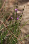 Polygala producta