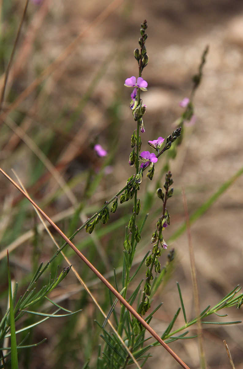 Polygala producta
