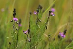 Polygala producta