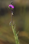 Polygala producta
