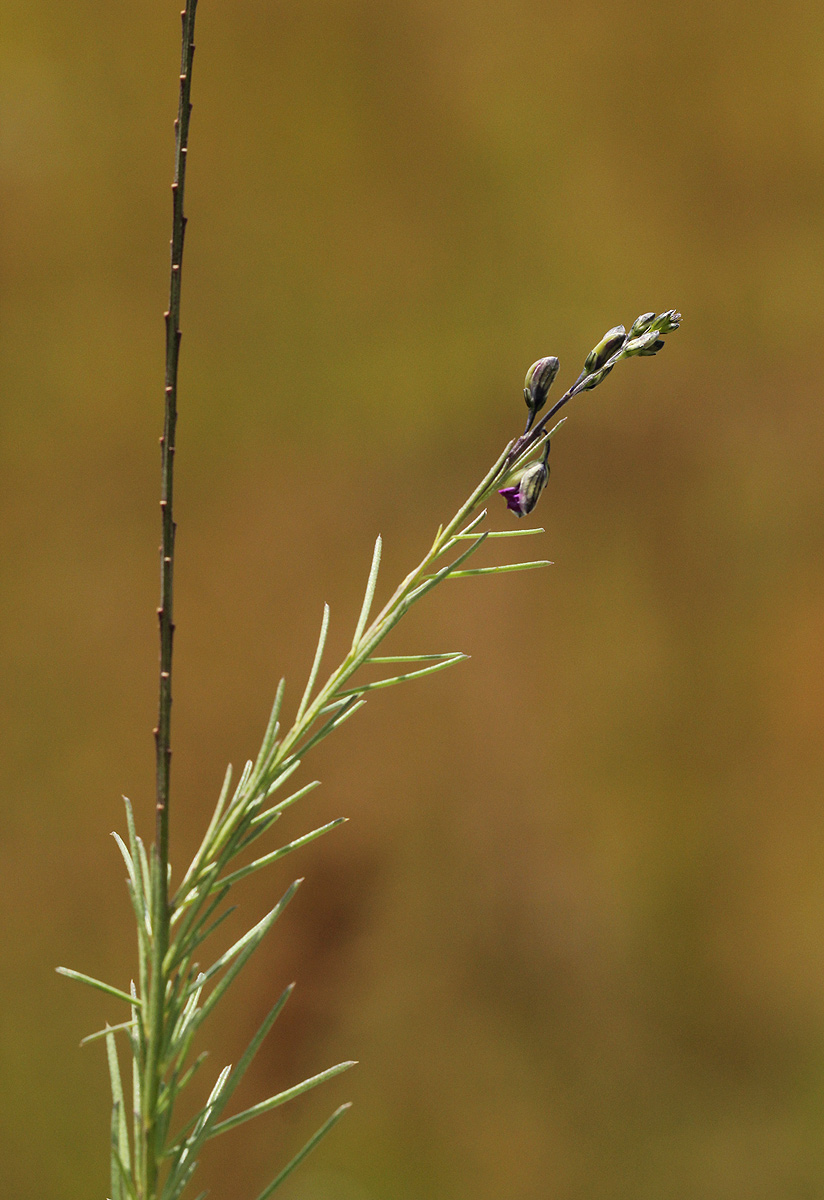 Polygala producta