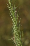 Polygala producta