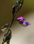 Polygala producta