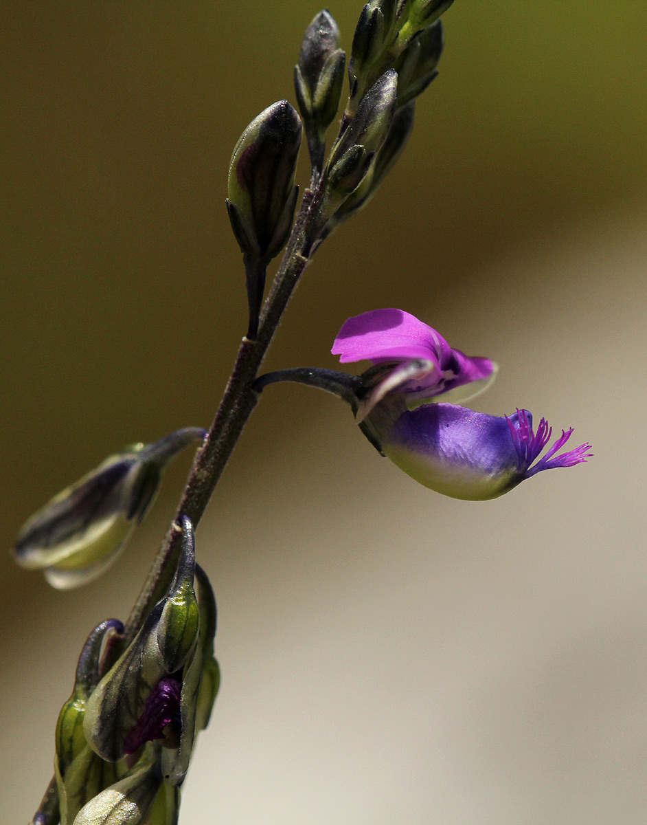 Polygala producta
