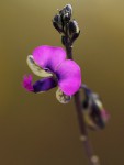 Polygala producta