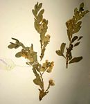 Polygala senensis var. senensis