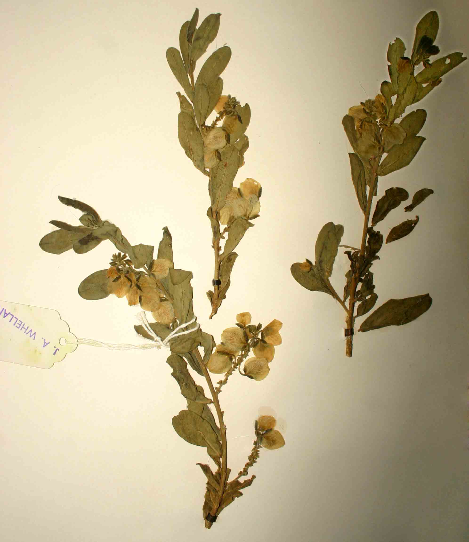 Polygala senensis var. senensis